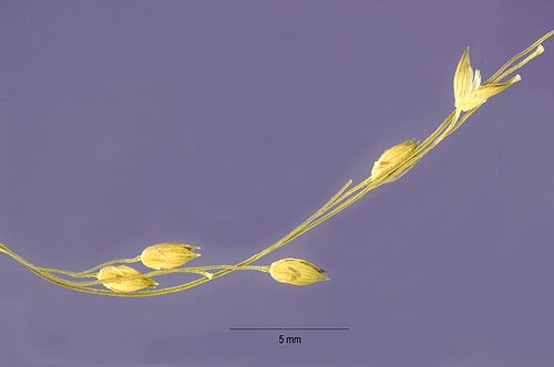 Panicum hirticaule